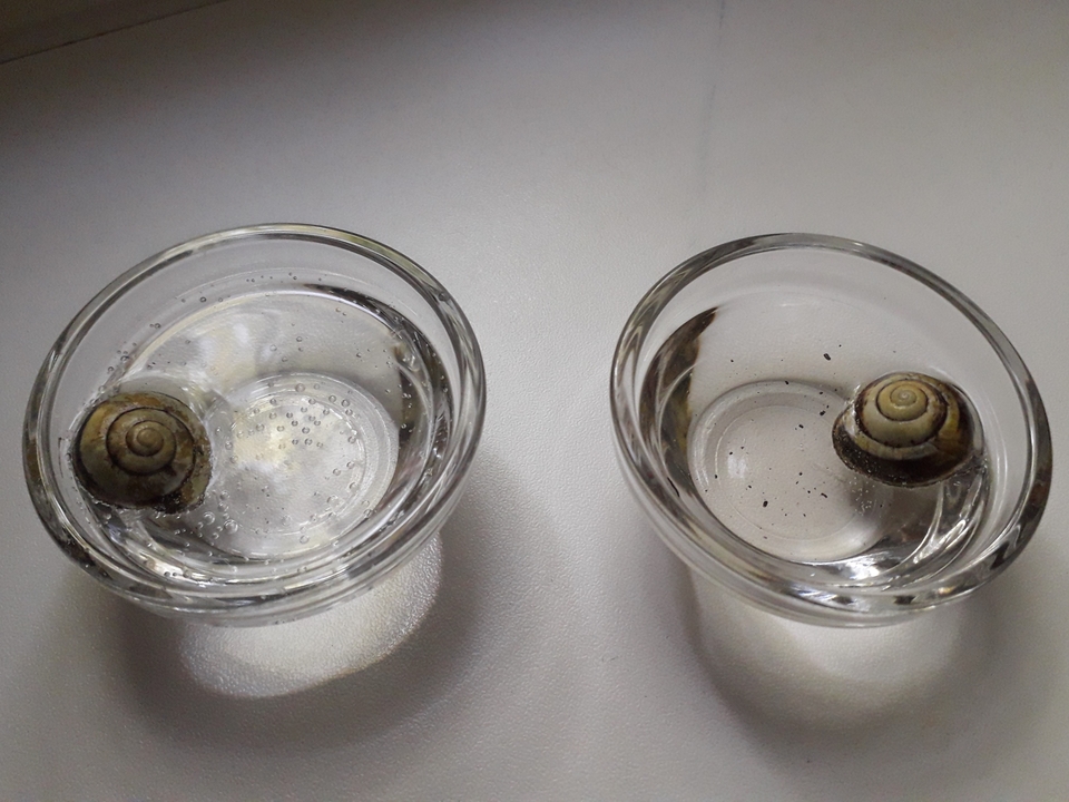 Das Bild zeigt zwei Glasbeh&auml;lter, in denen sich jeweils eine Schnecke im Wasser befindet. Das Wasser in den Beh&auml;ltern enth&auml;lt kleine Blasen, und der Boden ist mit etwas Schmutz bedeckt.