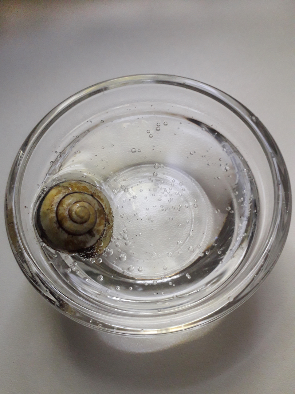 Das Bild zeigt ein Schneckenhaus, das in einem kleinen Glas mit sprudelndem Wasser liegt. Luftblasen steigen um das Schneckengeh&auml;use und schaffen eine interessante visuelle Darstellung.