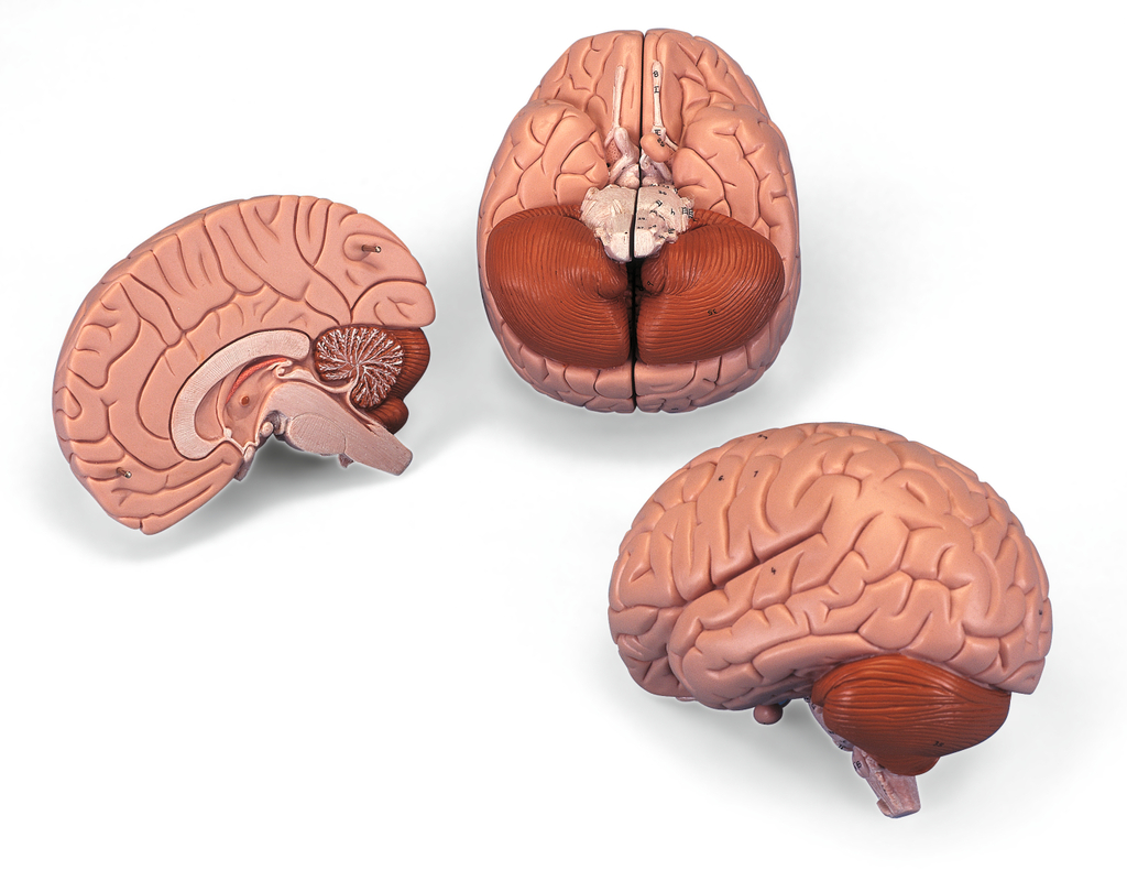 Das Bild zeigt ein anatomisches Modell des menschlichen Gehirns, das in drei Teile zerlegt ist. Die einzelnen Teile ermöglichen eine detailreiche Untersuchung der Gehirnstruktur und sind ideal für Bildungszwecke im Bereich Biologie.