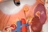 Das Bild zeigt eine detaillierte anatomische Darstellung des menschlichen Körpers, mit ausgeprägten Organen wie Herz und Lunge sowie den dazugehörigen Blutgefäßen. Es ist speziell für Bildungszwecke konzipiert, um das Verständnis der menschlichen Anatomie zu fördern.